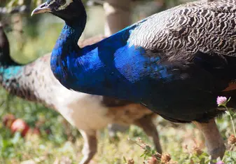 Peacock at a farm in Morocco