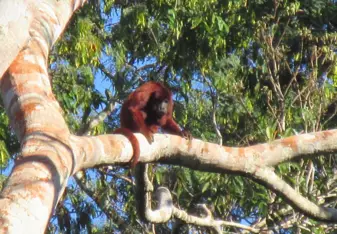 Howler monkey