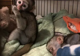 Nap time! Benson was a tired little guy, but Artie was ready to play!