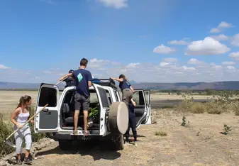 Afforestation in the bush
