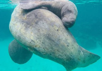 manatee