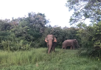 Safari in the National Park