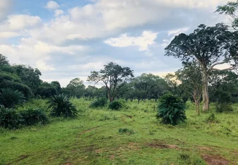 The place where you wait for the elephants to come