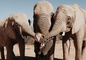 Playing with the elephants
