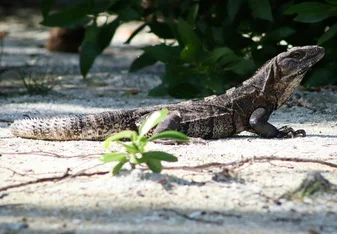 reptile