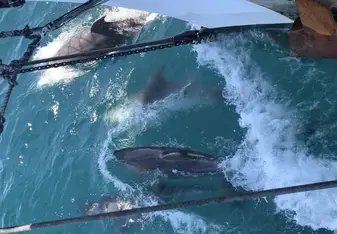 Dolphins riding the bow wake