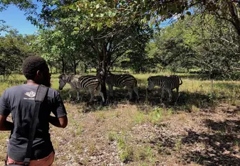 Oga and zebras at the Kuti wildlife park 