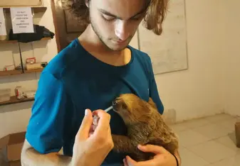 Our former volunteer Thomas taking care of a baby sloth as part of his internship program