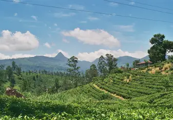 The town of Maskeliya is surrounded by stunning walks and lovely people.