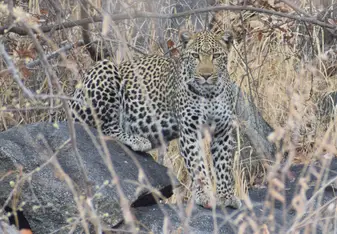 Young Female Leopard, guarding new cubs amoungst the rocks.