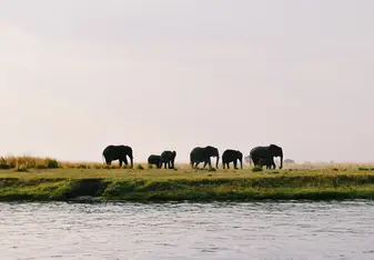 Safari in Botswana