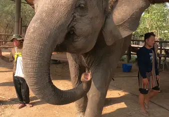 Elephant World 