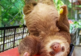 Two toed sloth at an animal rescue center in Costa Rica