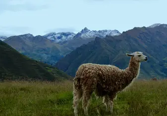 Llama in the Andean mountains