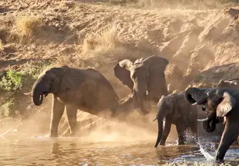 Elephant herd by a river in Southern Africa