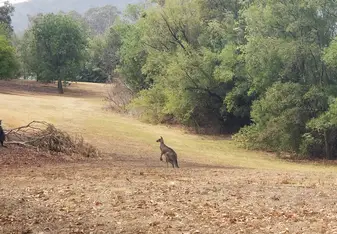 Wild_Roo
