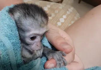 Orphaned baby who needed a lot of love