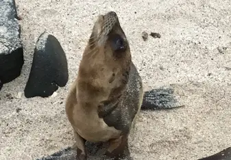 Sea lion on the beach 