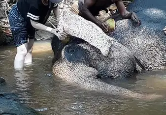 Washing elephants