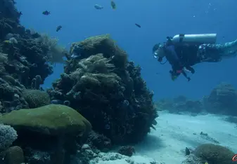 Diver