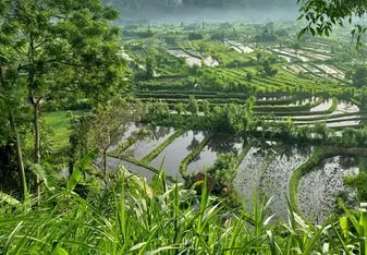 An early morning rice fields near mount Batur