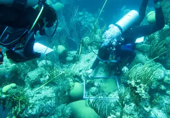 Laying a coral transect