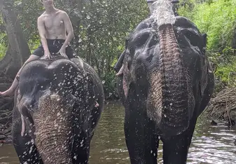 Elephants washing us