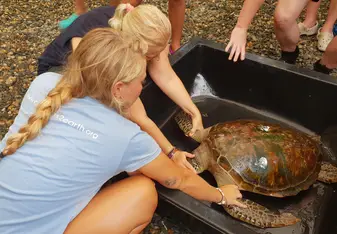 Volunteers caring for sea turtle in rehab