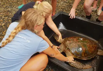Volunteers caring for sea turtle in rehab