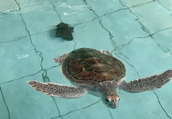 One of the turtles at the Turtle conservation at Nusa Penida