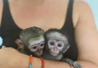 Babies!