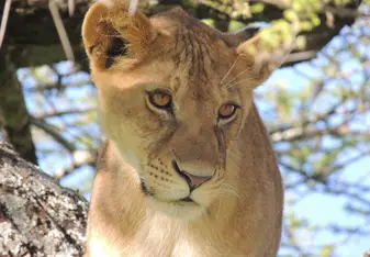 Safari