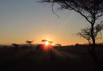 Safari