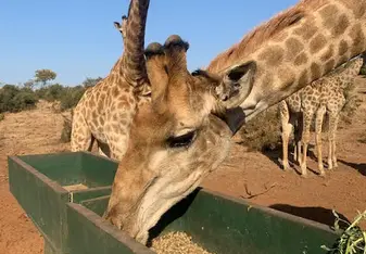 Feeding the Giraffes!
