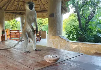 The monkey that stole Elise's bananas