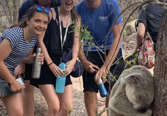 Koala spotting on Magnetic Island
