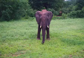 Elephant next to the road in Botswana.