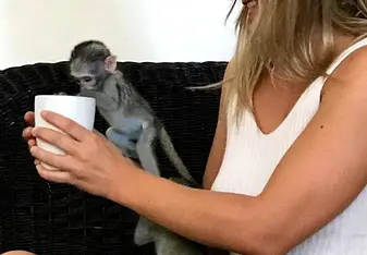 Little monkey playing