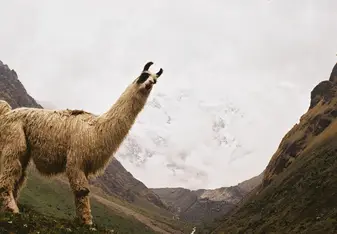 Llama