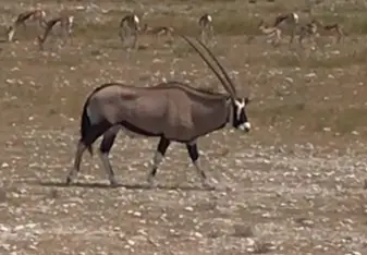 An Oryx in Etosha