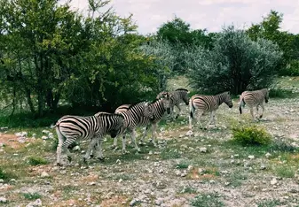 Nice family group of Zebras in Etosha, Namibia.