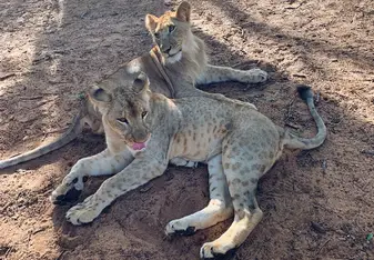 Lion walk