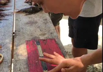 Recording invasive species, lion fish 