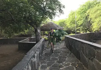 Feeding Otoi leaves to the Giant Tortoises