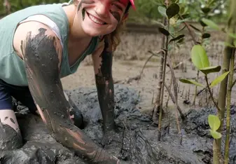 Volunteer digging up a mangrove in the mud 