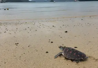 Sea turtle on the beach looking out to the ocean about to be released for the first time 