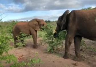 Elephants in Zimbabwe