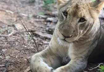 Lion cub in Victoria Falls, Zimbabwe.