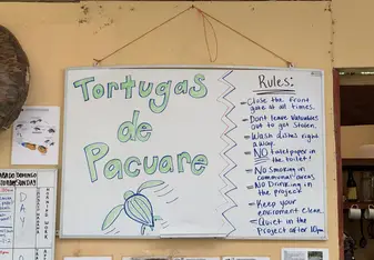 Food from sea turtle camp