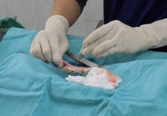 vet performing spay surgery at our clinic in Jerusalem 